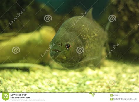 Piranha fish stock photo. Image of predator, teeth, water - 67721372