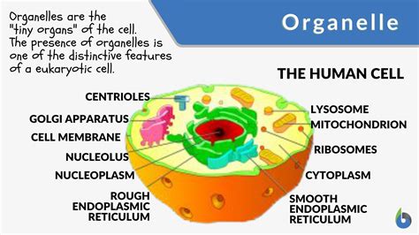 Cell Organelles Function Table