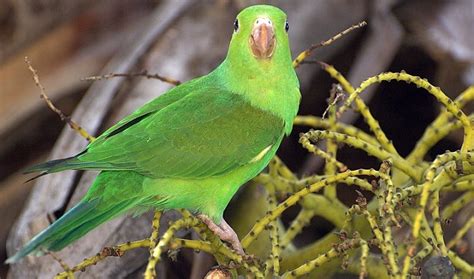 Saiba Tudo Sobre o Periquito Verde - Casa dos Pássaros