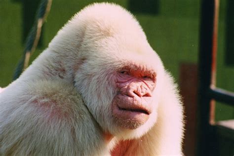 Albino gorilla was product of inbreeding, finds study - CSMonitor.com