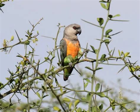 Red-bellied parrot - Facts, Diet, Habitat & Pictures on Animalia.bio