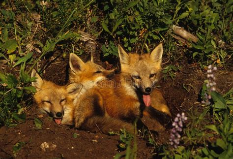 Red Fox Pups stock photo. Image of foxes, wildlife, young - 9152678