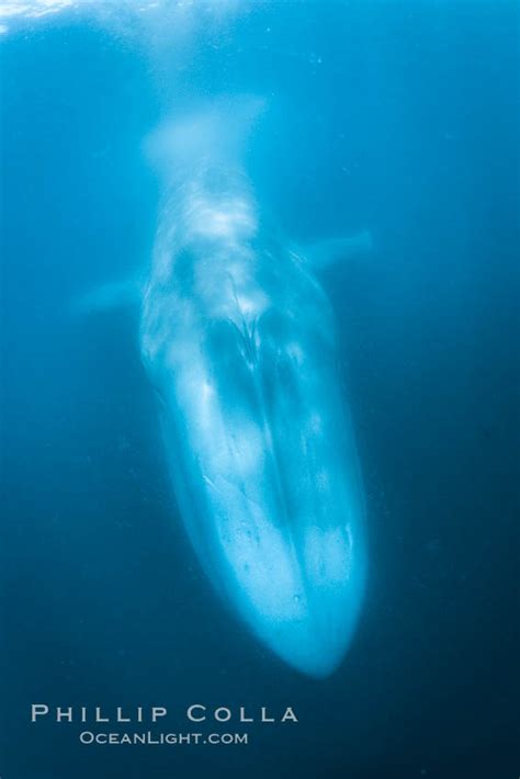 Blue whale underwater closeup photo, Balaenoptera musculus, California