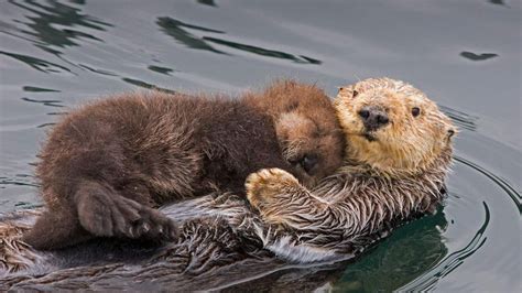 Sea otter mother and newborn pup, Monterey Bay, California - Bing Gallery