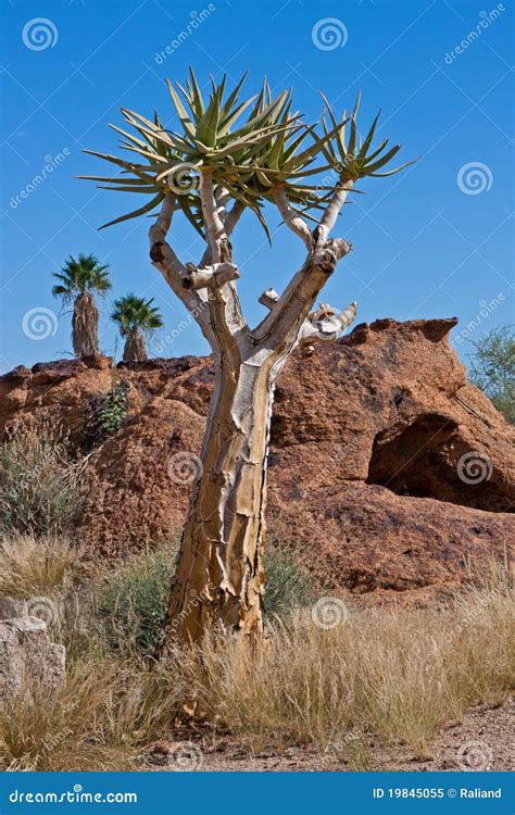 Quiver tree stock image. Image of rosette, purple, aloe - 19845055