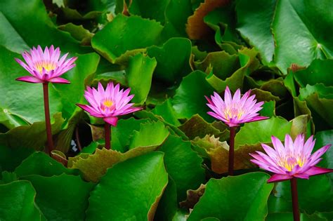 Lotus Pink Autumn Leaves · Free photo on Pixabay