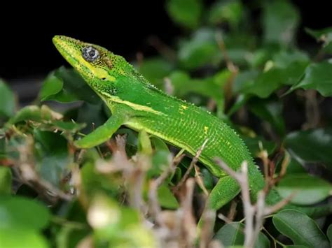 Knight Anole - Facts, Diet, Habitat & Pictures on Animalia.bio