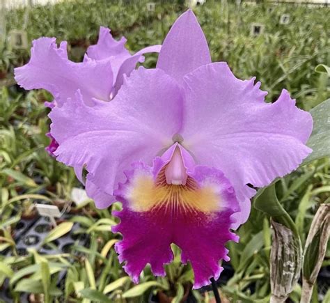 Cattleya Trevor James Compton