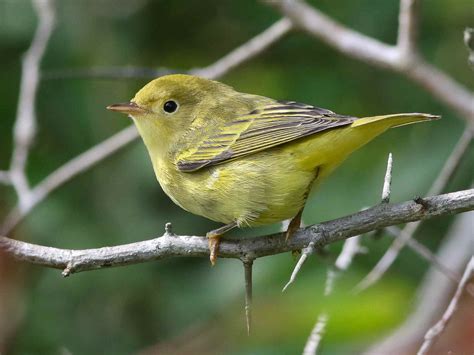 Yellow Warbler - eBird