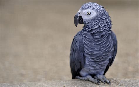 African Grey Parrot Picture – WeNeedFun