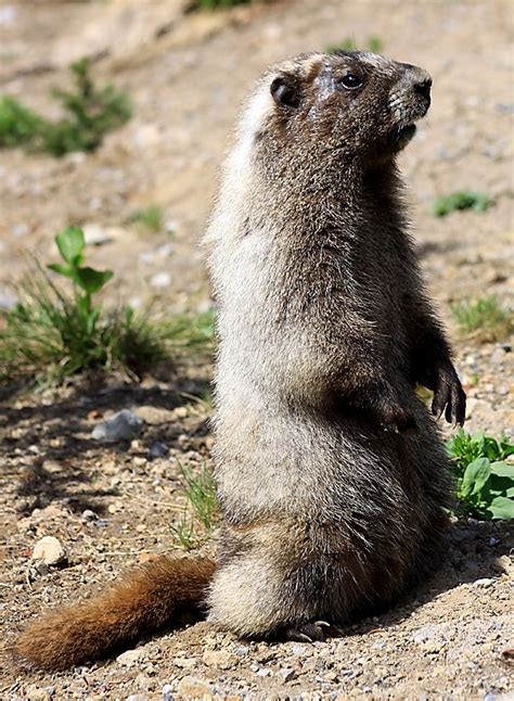 Hoary Marmot (Marmota caligata) at Mount Rainier - 10,000 Birds