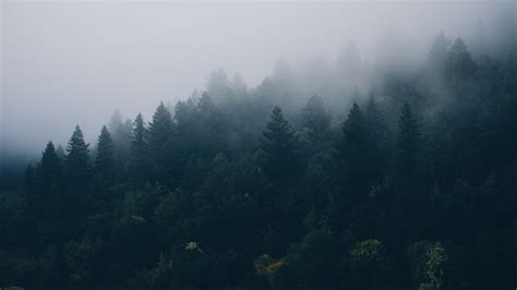 Foggy Mountain Forest Wallpaper