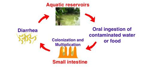 Jane M. Liu » Liu Lab Research