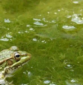 Guide to Different Types of Pond Algae (With Pictures) - Pond Informer