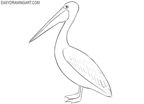 How to Draw a Pelican - Easy Drawing Art