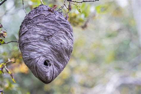 Images of HORNETS - JapaneseClass.jp