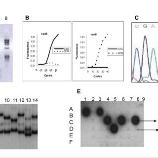 Molecular Methods for Detecting Gene Mutations Associated with... | Download Scientific Diagram