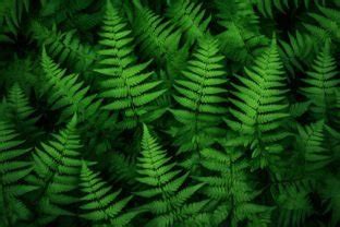 Green Fern Leaves Background Graphic by Forhadx5 · Creative Fabrica