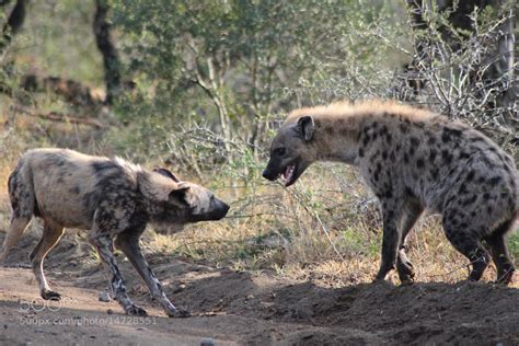 Photograph Wild Dog vs Hyena by Nick Evans on 500px