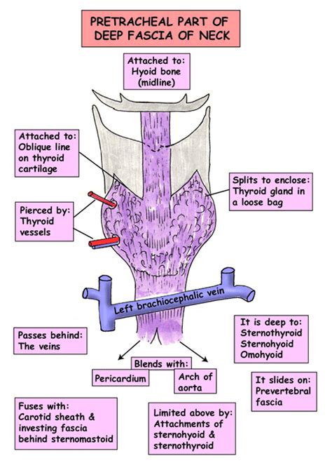 Pretracheal Lymph Nodes | medical education | Pinterest | Lymph nodes