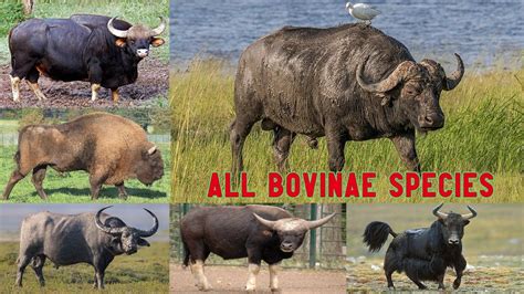 All Bovine species/complete list of bovine/bovine/bovinae/bovidae - YouTube