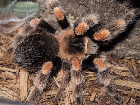 Brachypelma smithi - Twin Cities Reptiles