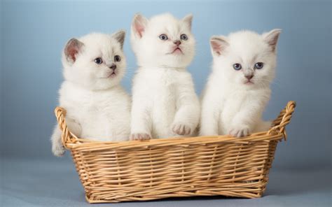 White Kittens 1440 x 900 widescreen Wallpaper