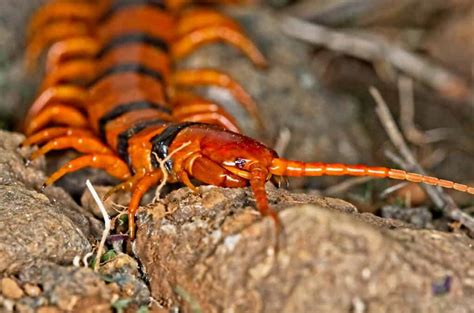 Types of Centipedes: 8 of the Most Fascinating Centipede Species - IMP WORLD