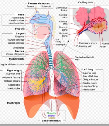 Anatomy Of The Lungs And Respiratory System