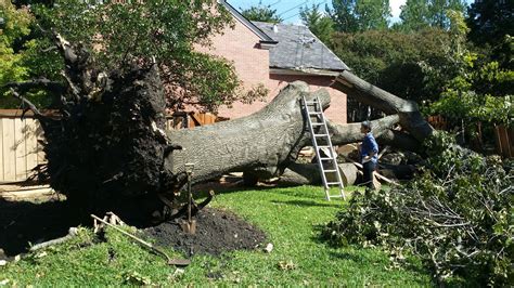 Professional Tree Removal | northdallastree.com