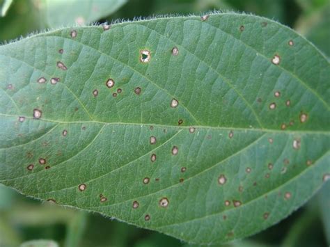 Soybean Disease Update | CropWatch | University of Nebraska–Lincoln