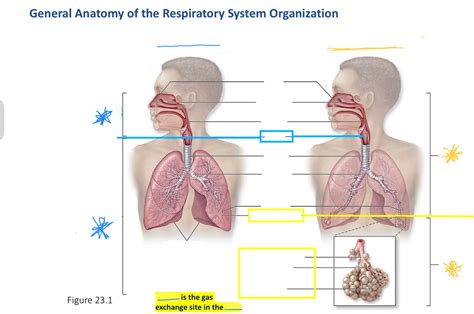 Respiratory anatomy Diagram | Quizlet