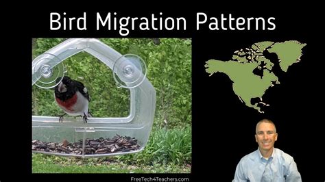 A Neat Map for Viewing Bird Migration Patterns - YouTube