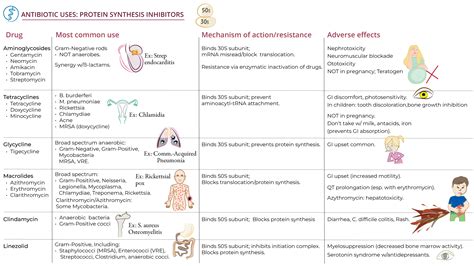 Physician Assistant (PA): Antibiotics: Ribosomes | ditki medical & biological sciences