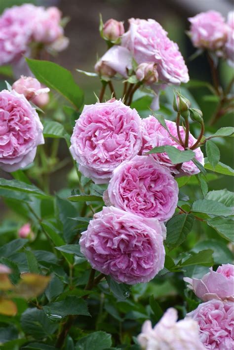 pink flowers are blooming in the garden