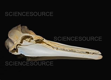 Common dolphin skull | Stock Image - Science Source Images