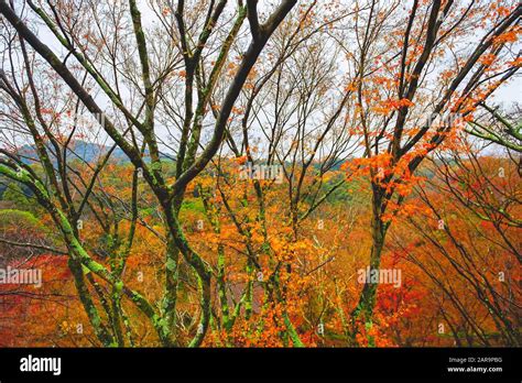 Beautiful autumn leaves in Kiyomizu-dera Temple, Kyoto, Japan Stock ...