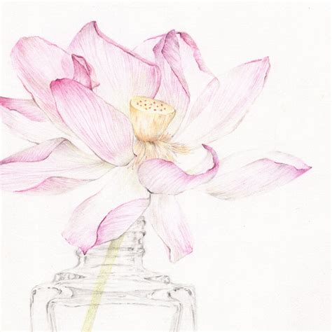 Lotus | Original Botanical Drawing – Carmen Hui Art & Illustration