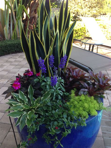Blue Flowerpot arrangement. Lots of color. | Plants, Container garden design, Succulents garden