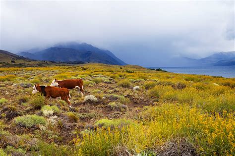 Pampa Argentinie / La Ciencia Baila con Dios.: Pampa Argentina - The pampas (from the quechua: