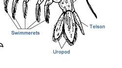 Louisiana Fisheries - Anatomy of a Shrimp