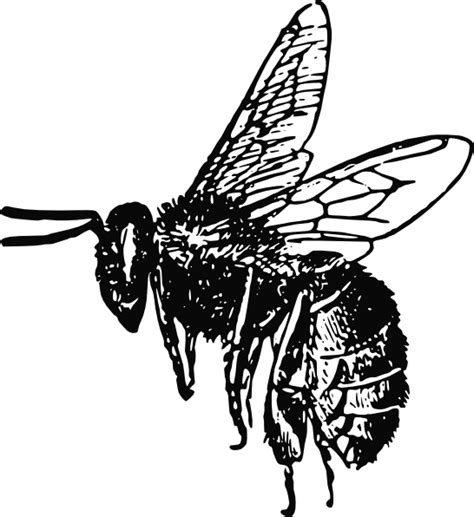 Bee clip art Free vector in Open office drawing svg ( .svg ) vector illustration graphic art ...