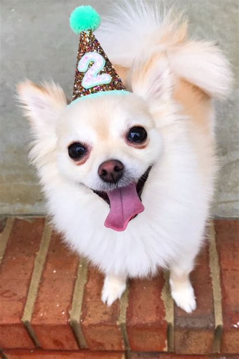 Hats for Cats And Dogs Cat Dog Birthday Hat Pet Party | Etsy | Dog ...