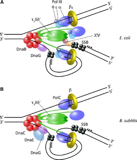 Frontiers | A Replisome’s journey through the bacterial chromosome | Microbiology