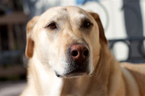 6 Reasons Your Dog May Be Whining - What you NEED to know...