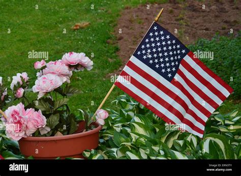 American flag flowers hi-res stock photography and images - Alamy