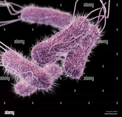 Multidrug resistant bacteria hi-res stock photography and images - Alamy