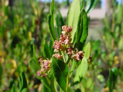 Sticky Hop Bush (Dodonaea viscosa) – Ligaya Garden