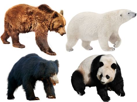 Which Family Do Bears Belong To