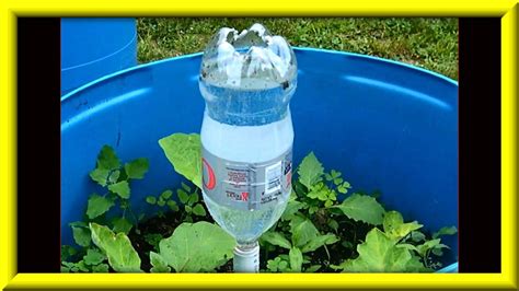 Soda Bottle Watering System For Growing Plants In Containers | Growing tomatoes in containers ...